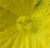  Stamens